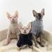 NELIT Sphynx Cat Clothes Cashmere Turtleneck Sweater Hairness Cat Clothes-black_S black S - Buy Online on GoSupps.com