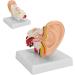 1.5X Magnified Human Ear Model Painted Artificial Ear Model Auditory System Organ Ear Structure Teaching Office Decoration Beige - Buy Online on GoSupps.com