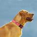 Taglory Soft Padded Neoprene Dog Collar for Large Dogs - Adjustable Reflective Pink - Ideal for Training | 1 Pack - Buy Online on GoSupps.com