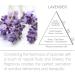 Acqua Aroma Lavender Fabric Refresher 6.8 FL OZ - Fresh Linen Spray for Home & Travel - International Shipping Available - Buy Online on GoSupps.com