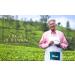 Dilmah Pur Chamomille Flowers Th 20 pi ces 20 unit s - Buy Online on GoSupps.com