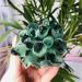 Room Decoration Specimen 280-350g Natural Green Ghost Phantom Quartz Crystal Cluster Rock Stones and Crystals ReikiSpecimen Home DecorStone Natural Stones - Buy Online on GoSupps.com