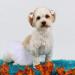 Shop Hacho Tutu Rock for Dogs - Wedding Tulle Tutus for Small & Medium Dogs | White 1 Pack with Hair Loop - Buy Online on GoSupps.com