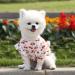 Buy Hualisiji Dog Clothing - Summer Dress for Small & Medium Dogs | Soft Comfortable and Stylish XL White Chihuahua Clothes - Buy Online on GoSupps.com