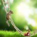 20 Wooden Bird Ladders - Climbing Toys for Hamsters Parrots & More | Pet Cage Accessories - Buy Online on GoSupps.com