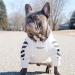 Stylish Dog Coats for Small Breeds - Winter Hoodies & Jackets for Schnauzer Corgi French Bulldog | XL White - Buy Online on GoSupps.com