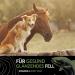 Greenpet Salmon Oil for Dogs & Horses - 1L Omega-3 Fish Oil for Shiny Fur & Vital Skin | Premium Norwegian Salmon Oil for Optimal Fur Care - Buy Online on GoSupps.com