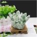 Stone Crafts Green Ghost Phantom Quartz Crystal Cluster Specimen kaixun (Size : 500-600g) - Buy Online on GoSupps.com