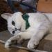 Green Plaid Cat Collar Breakaway with Bell and Bow Tie - Adjustable Safety Collar for Kitty and Kitten (6.8-10.8in) - Buy Online on GoSupps.com