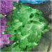 Amazing Stone Green Purple Angel Crystal Titanium Bismuth Silicon Cluster Rainbows Natural Stones and Minerals - Buy Online on GoSupps.com