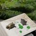 Tortoise Water Dish Tortoise Bath Dish Anti Slip Reptile Pool Bowl with Ramp Reptile Feeding Box Dish Tortoise Water Bowl Tortoise Accessories For Turtles Snakes Lizards Feeding Bathing (Brown) - Buy Online on GoSupps.com
