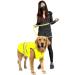 ALAMP Reflective Safety Vest for Dogs | Orange Safety Dog Warning Vest | Enhance Pet Visibility - Buy Online on GoSupps.com
