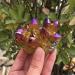 Specimen 200G Angel Aura Quartz Crystal Cluster for Decoration - Buy Online on GoSupps.com