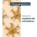 Harpagophytum 5 000 mg Haute teneur en harpagosides 1 mois de cure intensive 30 g lules - Buy Online on GoSupps.com