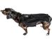 Back Bracer for IVDD in Dogs Dog Back Brace for Dogs Arthritis Spinal Surgical Recovery Herniated Disc Slipped Disc Rehabilitation Adjustable Back Support Back Protector (L) - Buy Online on GoSupps.com