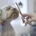 Purplebird 7.0 Fur Scissors for Dogs & Cats - Japanese 440C Stainless Steel Grooming & Effilting Scissors - Buy Online on GoSupps.com