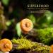 Laumire Gourmet Fruits Superfood Parfait Collection Gift Basket - No Added Sugar, Gluten Free Dried Fruit Mix - Rectangle & Square (Square) - Buy Online on GoSupps.com