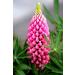 Sowing the Right Seeds: 2000 Heirloom Non-GMO Russell Lupine Seeds for Planting - Perfect for Gardening & International Shipping - Buy Online on GoSupps.com