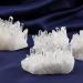1pc Crystals and Stones Natural Clear Quartz Cluster Irregular Raw Minerals Home Office Desktop Decor Ornaments Gifts Natural Luster (Color : Clear Size : 1pc 20-30g) 1pc 20-30g Clear - Buy Online on GoSupps.com