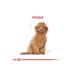 Royal Canin Poodle Junior Puppy Food 3 Kg - Buy Online on GoSupps.com