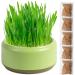 Firulab Cat Grass Growing Kit Cat Grass Bowl Planter Tray Catnip and Bowl Cat Grass Kit with Seeds DIY Soil Free Kitten Grass Growing Kit for Cat Snacks Green - Buy Online on GoSupps.com