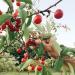 Cherry Republic Cherry Horseradish Sauce - Spicy & Sweet Michigan Cherries - 9 oz Jar - Buy Online on GoSupps.com