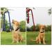 Durable Nylon Dog Collar and Leash Set | Heavy Duty Braided Training Leash for Small, Medium, Large Dogs - Purple - Buy Online on GoSupps.com