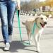 Tagme Personalized Reflective Dog Collar for Large Dogs - Embroidered Nylon with PET Name & Phone Number - Turquoise XL (1 Pack) - Buy Online on GoSupps.com
