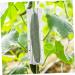 Toddmomy 16 Pcs Shaped Growth Mold Fruit Shaping Mold Star Cucumber Shaper Vegetable Shaping Mold Christmas Candy Clear Heart- Shaped Cucumber Growth Forming Star Shape Accessories Plastic As Shownx4pcs mediumx4pcs - Buy Online on GoSupps.com