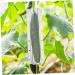 Gogogmee 4pcs Garden Cucumber Star Candy Shaped Growth and Plangting Vegetables Rigid Growing Vessel - Buy Online on GoSupps.com