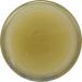 Wiseways Herbals Salve All Heal 2oz - Natural Healing Balm | Pack of 1 - Buy Online on GoSupps.com