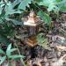 Solar Golden Mosquito Killer Lamp Style Golden Hanging Type Ground-Mounted Decorative Mosquito Killer Lamp Lighting Street Light - Buy Online on GoSupps.com