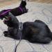 PUPTECK Adjustable Cat Harness with Leash - Black Nylon Strap Collar - Buy Online on GoSupps.com