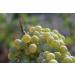KORRES Santorini Grape Velvet Skin Drink 1 fl. oz. - Buy Online on GoSupps.com
