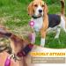 3 Pack LED Dog Collar Light Light Up Dog Collars Clip-On LED Dog Tag Light for Dog Collar 3 Light Modes Dog Lights for Night Walking Running Camping Climbing - Buy Online on GoSupps.com