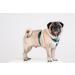 Chaba Guard Dog Harness for Small Dogs | Anti-Choke & Adjustable Light Control Harness - Perfect for Running & Comfort - Buy Online on GoSupps.com