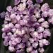 Crystal Rough Home Decoration 500g Natural Skeletal Purple Amethyst Cluster Quartz Crystal Point Display Specimen s - Buy Online on GoSupps.com