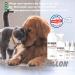 Exner Petguard Fell Care - Natural Itch Relief Spray for Dogs Cats & Pets | 100 ml - Treat Hair Loss Inflammation Parasites & Mites - Buy Online on GoSupps.com