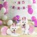 Legendog Dog Tutu Skirt & Birthday Party Supplies - Pink Girl Dog Birthday Outfit with Hat, Bowtie & Dress for Small Dogs - Buy Online on GoSupps.com