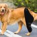 Gralara Adjustable Dog Knee Support Brace for Enhanced Stability and Comfort Left Rear - Buy Online on GoSupps.com