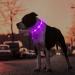 Masbrill LED Luminous Dog Collar - Waterproof Illuminated Safety with 3 Flashing Lights for Small Medium & Large Dogs - Purple XS (25-35cm) - Buy Online on GoSupps.com