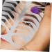 Ipetboom Eyebrow Template Mold Eyebrow Drawing Stencil Lipstick Stencil Eyebrow Practice Template Modify Tool - Buy Online on GoSupps.com