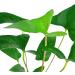 Tropica Anubias gracilis - Buy Online on GoSupps.com