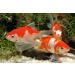 Sera 07070 Pond Flakes Nature 1000 ml - Premium Floating Fish Feed for Smaller Pond Fish & Goldfish | Fast International Shipping - Buy Online on GoSupps.com