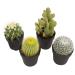 Altman Plants Assorted Cactus Collection 2.5" 4 pack 2.5 Inch,4 Pack 4 Pack