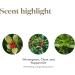 Young Living PanAway Essential Oil 5ml - Soothing Aroma for Relaxation & Massage | Travel Size Aromatherapy Blend of Clove Wintergreen Peppermint & Helichrysum - Buy Online on GoSupps.com