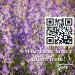 900 g Raw Lavender Blossom Bee Honey - Buy Online on GoSupps.com