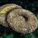 Buy 400g Raw Pu'er Tea - Healthy Chinese Green Tea from Old Trees | Authentic Sheng Puerh Tea for International Shipping - Buy Online on GoSupps.com