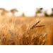 Organic Wheat Berries 1lb - Non-GMO, Kosher, Raw, Sproutable - Vegan - Sodium & Sugar Free - Buy Online on GoSupps.com