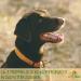 MAHU Natur Black Cumin Oil for Dogs - 100ml Unfiltered with 10% Coconut Oil | Sustainable Glass Bottle & Pipette - Optimal Health Booster - Buy Online on GoSupps.com